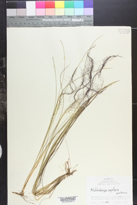 Muhlenbergia capillaris image