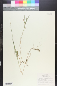 Muhlenbergia glomerata image