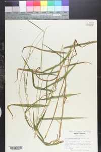 Muhlenbergia tenuiflora image