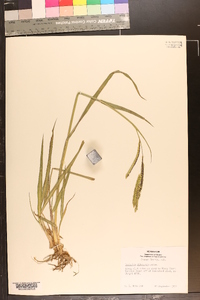 Paspalum dilatatum image