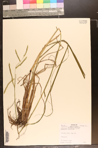 Paspalum dilatatum image