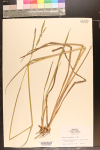 Paspalum floridanum image