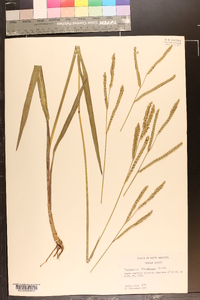 Paspalum floridanum image