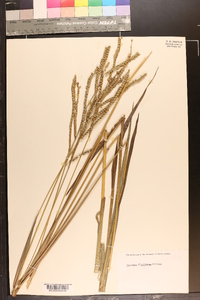 Paspalum floridanum image