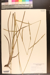 Paspalum laeve image