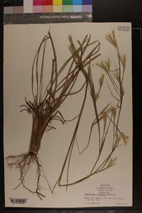 Andropogon ternarius image