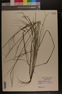 Digitaria filiformis image