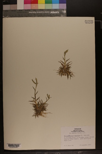 Dactyloctenium aegyptium image