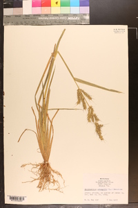 Echinochloa colona image