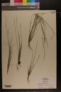 Aristida dichotoma image