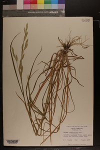 Bromus catharticus image