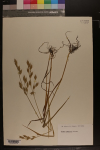 Bromus commutatus image