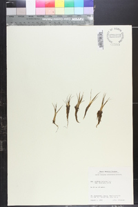 Isoëtes setacea subsp. muricata image