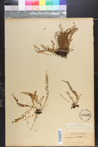 Lindsaea cultrata image