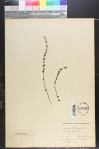 Lindsaea linearis image