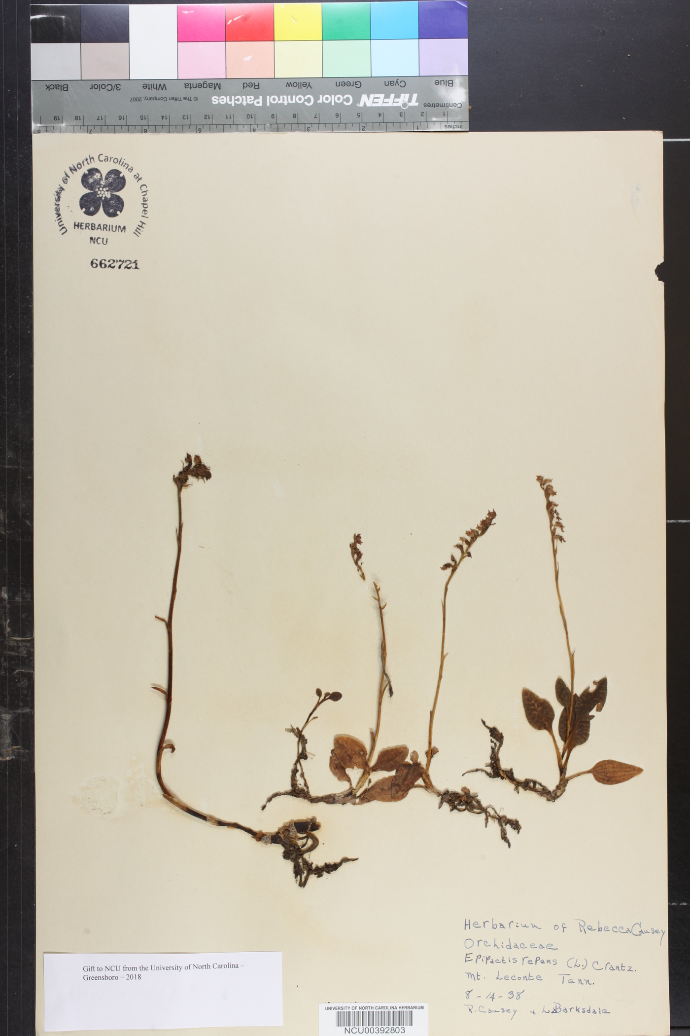 Epipactis repens image