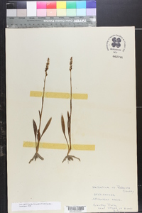 Spiranthes ovalis image