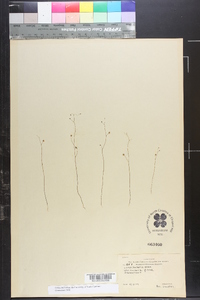 Utricularia gibba image