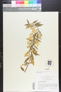 Gelsemium sempervirens image