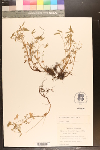 Oxalis priceae image