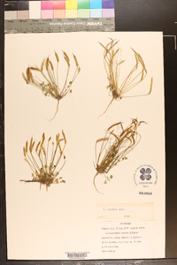 Leavenworthia stylosa image