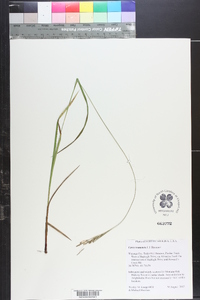 Carex roanensis image