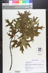 Quercus palustris image