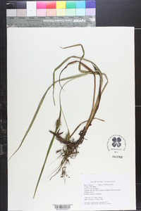 Carex gigantea image