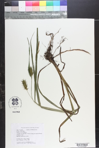 Carex gigantea image