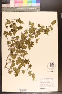 Crataegus marshallii image