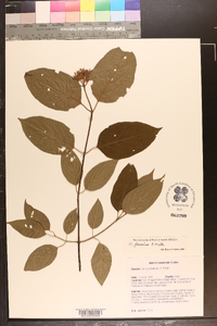 Cornus foemina image