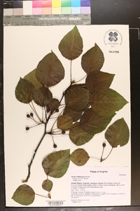 Pyrus calleryana image