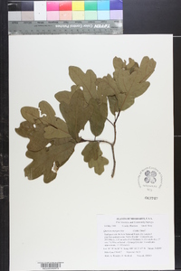 Quercus margarettae image