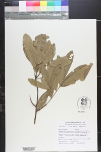 Quercus incana image