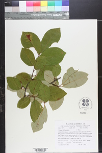 Prunus alabamensis image