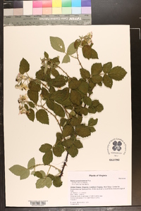 Rubus pensilvanicus image