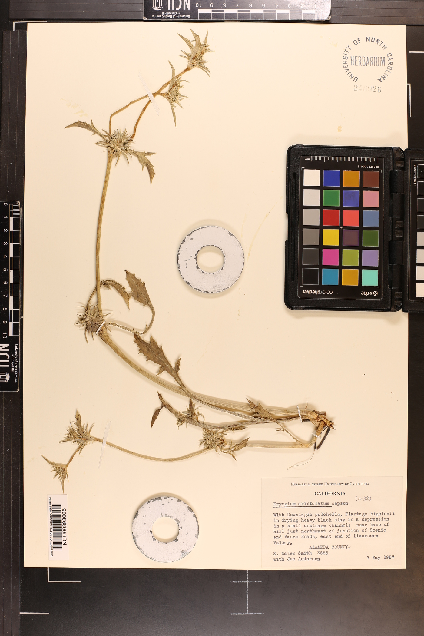 Eryngium aristulatum image