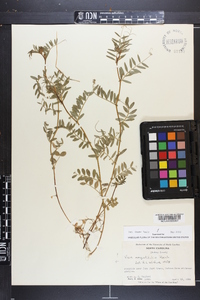 Vicia sativa subsp. nigra image