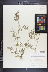 Vicia sativa subsp. nigra image