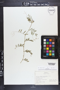 Vicia sativa subsp. nigra image