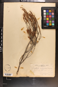 Ceratiola ericoides image