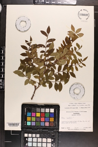 Rhus leucantha image