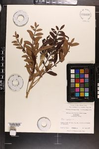 Rhus leucantha image