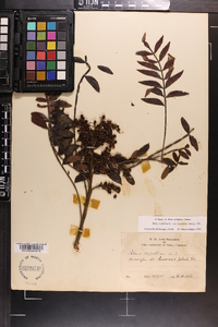 Rhus leucantha image