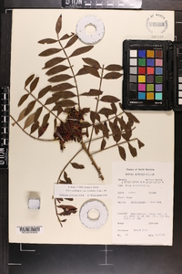 Rhus leucantha image