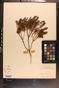Ceratiola ericoides image