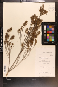 Ceratiola ericoides image