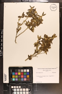 Buxus sempervirens image