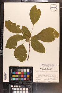 Cotinus obovatus image