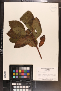 Cotinus obovatus image